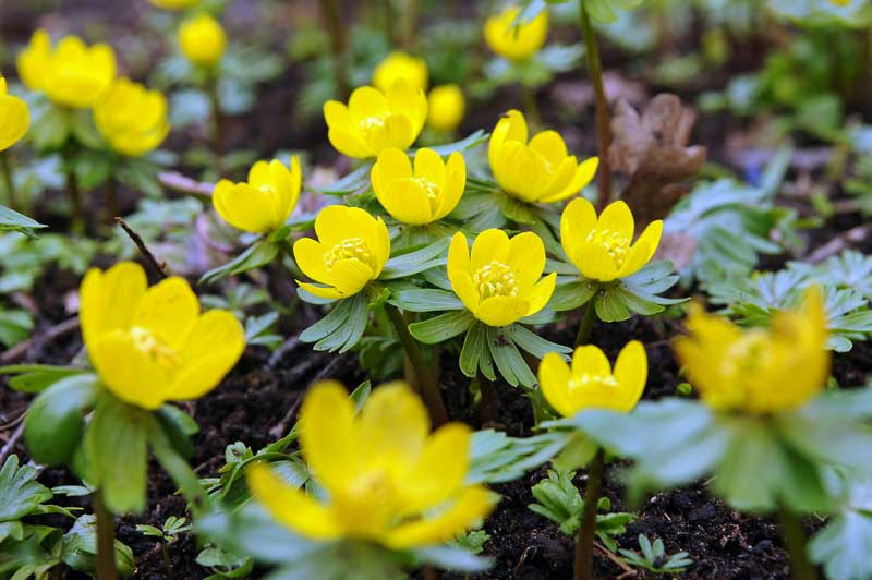 Eranthis hyemalis (Winter Aconite)